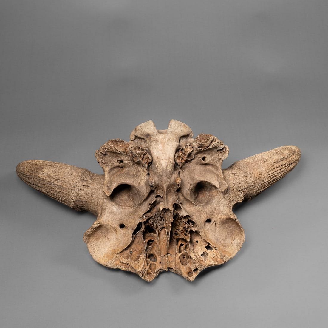 A Buffalo skull - 2