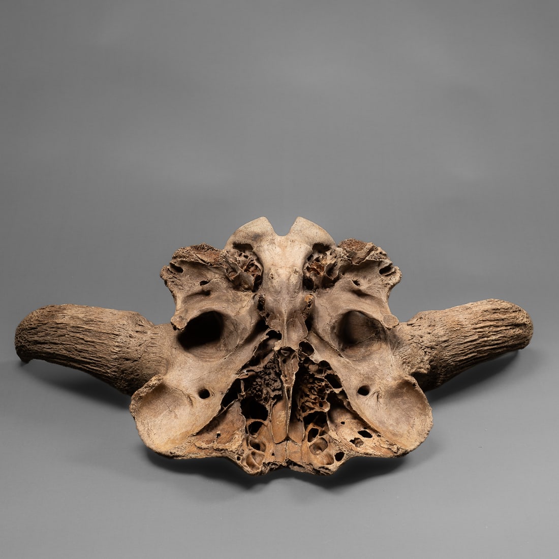 A Buffalo skull - 3