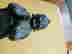 item-107000438=6