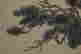 item-110468431=5
