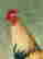 item-118269962=4