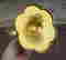 item-105907633=11