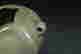 item-107618354=5