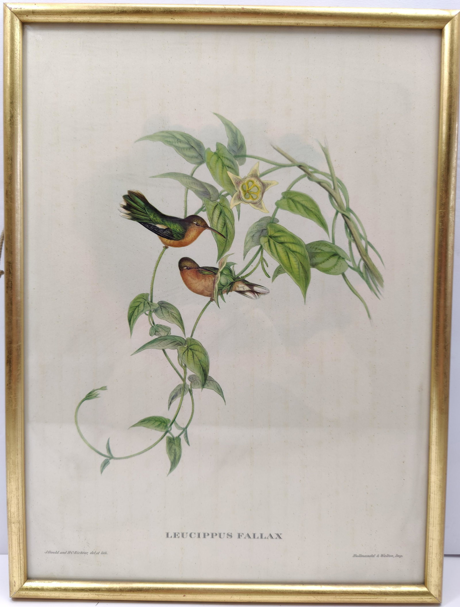 John Gould Leucippus Fallax print lithograph (1 of 6)