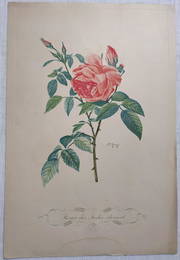 Etchings Roses P. J. Redoute Rosier des Indes Odorant