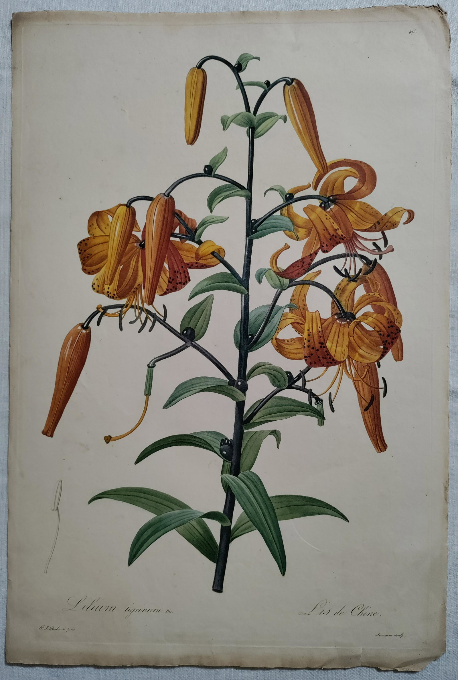 Redoute Lilium Tigrinum Les Liliacees stipple engraving (1 of 9)