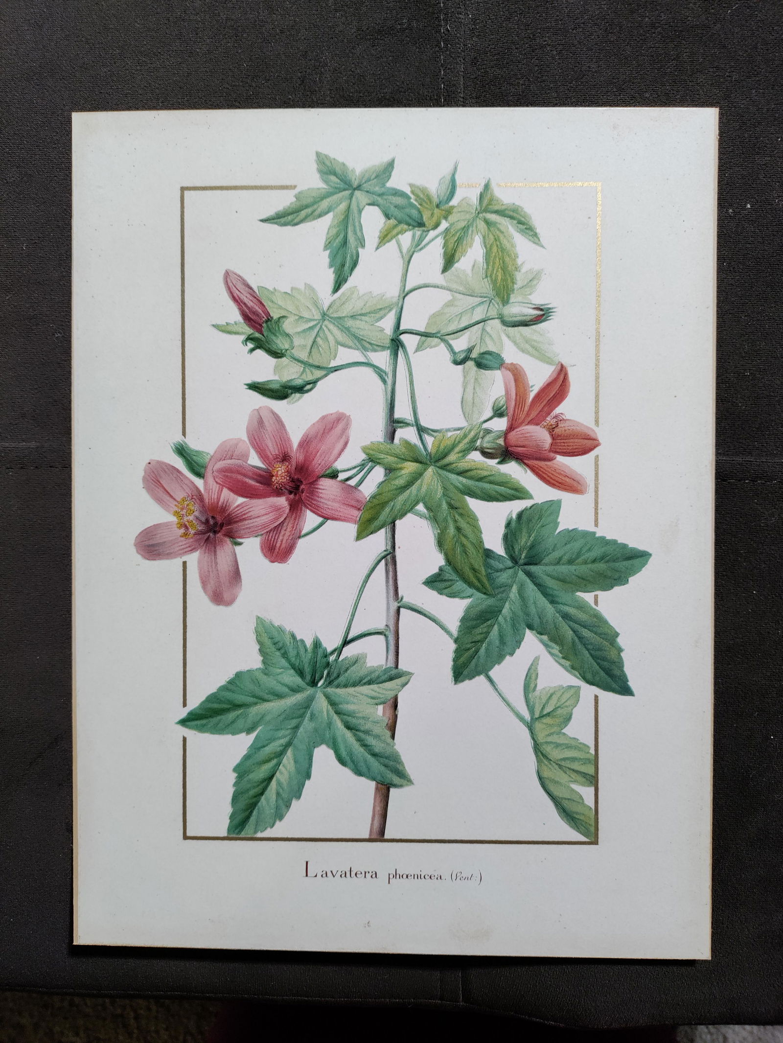 Lavatera phoenicea 19th C botanical lithograph (1 of 5)