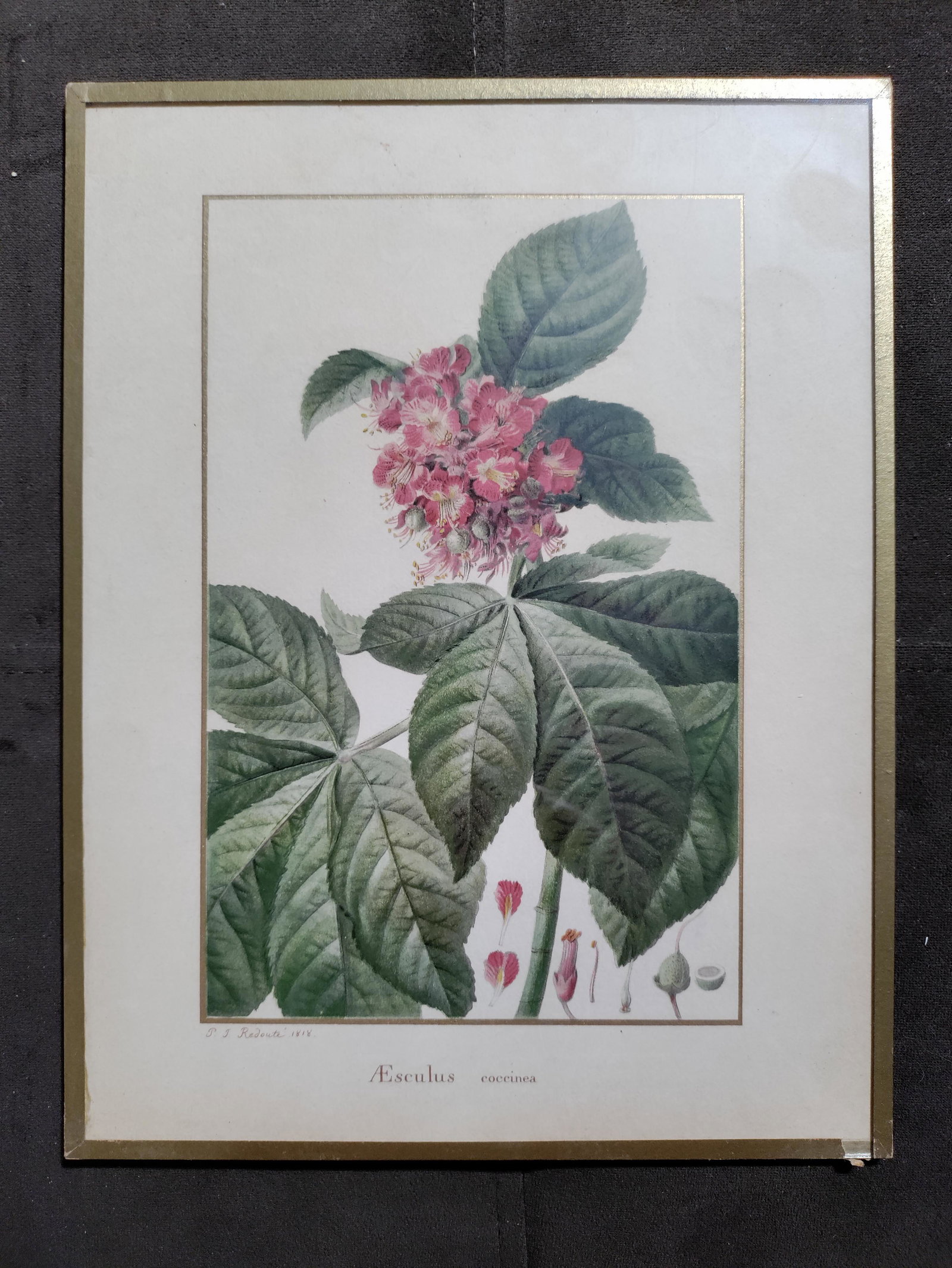 Redoute AESCULUS 19th hand colored lithograph (1 of 6)