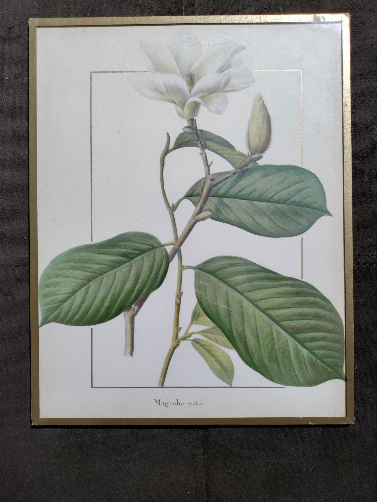MAGNOLIA yulan 19th C lithograph french framed (1 of 5)