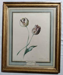 HEIN original watercolor Tulips 1848