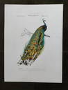 Travies PEACOCK french 19th C engraving