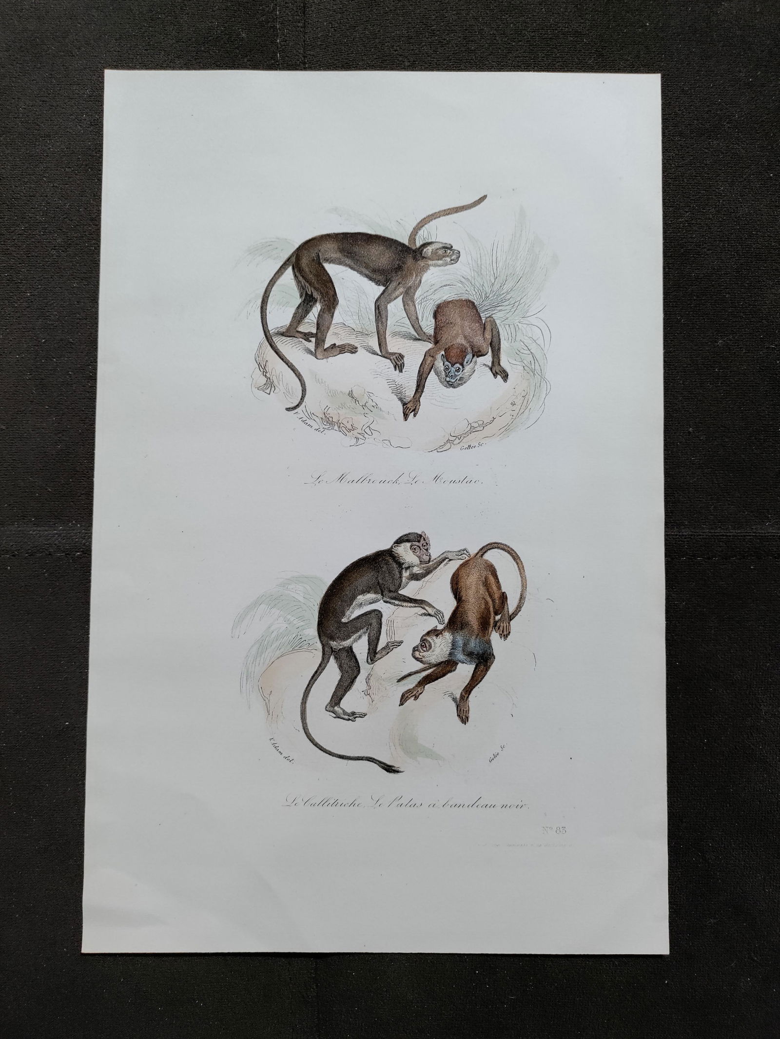 Victor Adam MONKEY Malbrouck hand colored engraving (1 of 4)