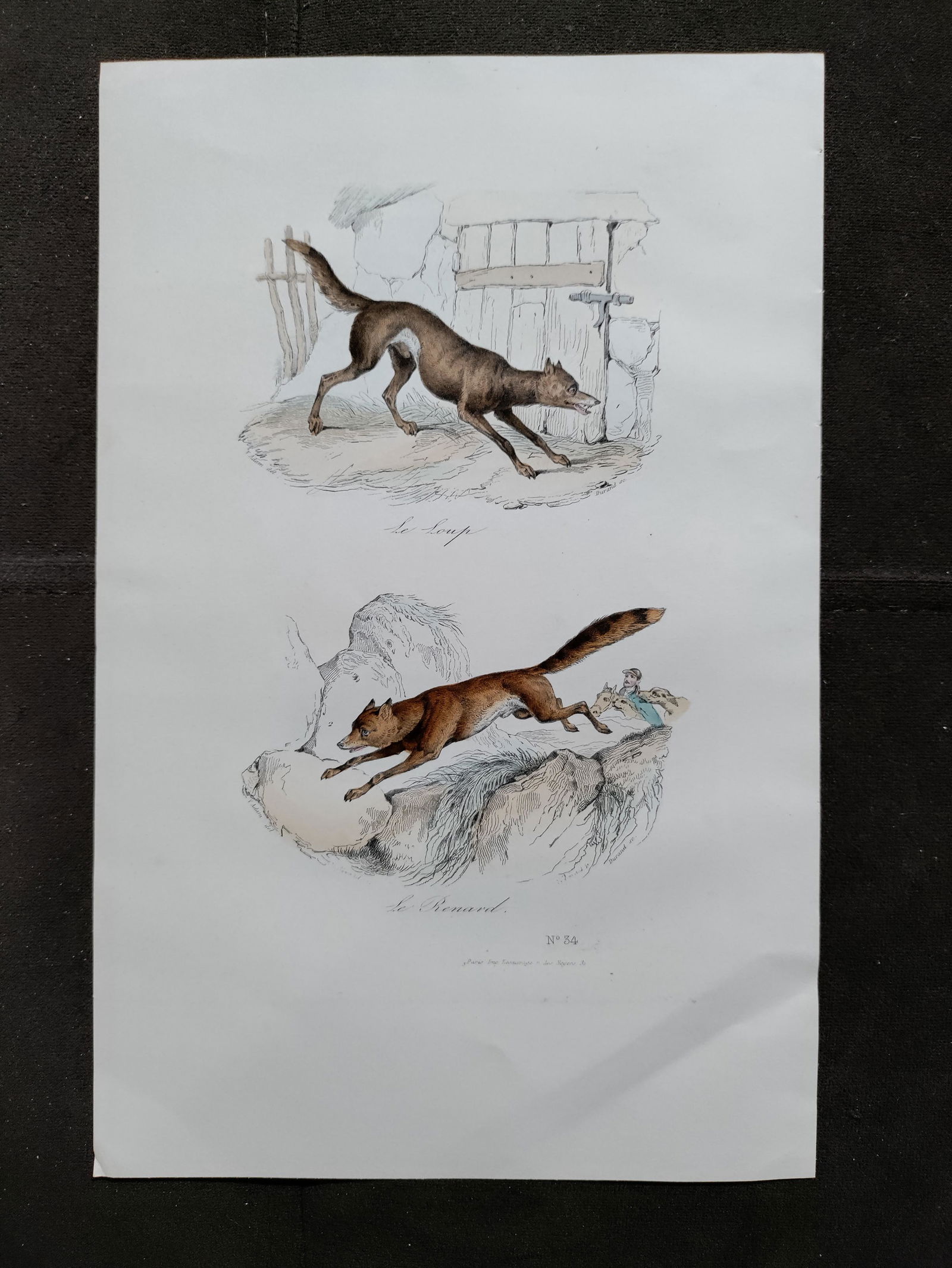 Victor Adam FOX WOLF 19th C colored engraving (1 of 4)