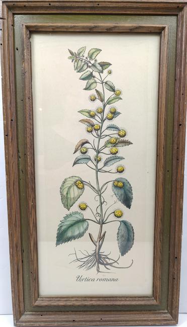 Basilius Besler Urtica Romana botanical engraving (1 of 6)