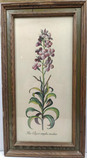 Flos Cheyri handcolored botanical engraving: Flos Cheyri handcolored botanical engraving, 19"X 9", framed 23"X12", wood framed and glass protected, see pictures for condition. HANDLING and SHIPPING, USA $40. INTERNATIONAL SHIPPING, ask for an es