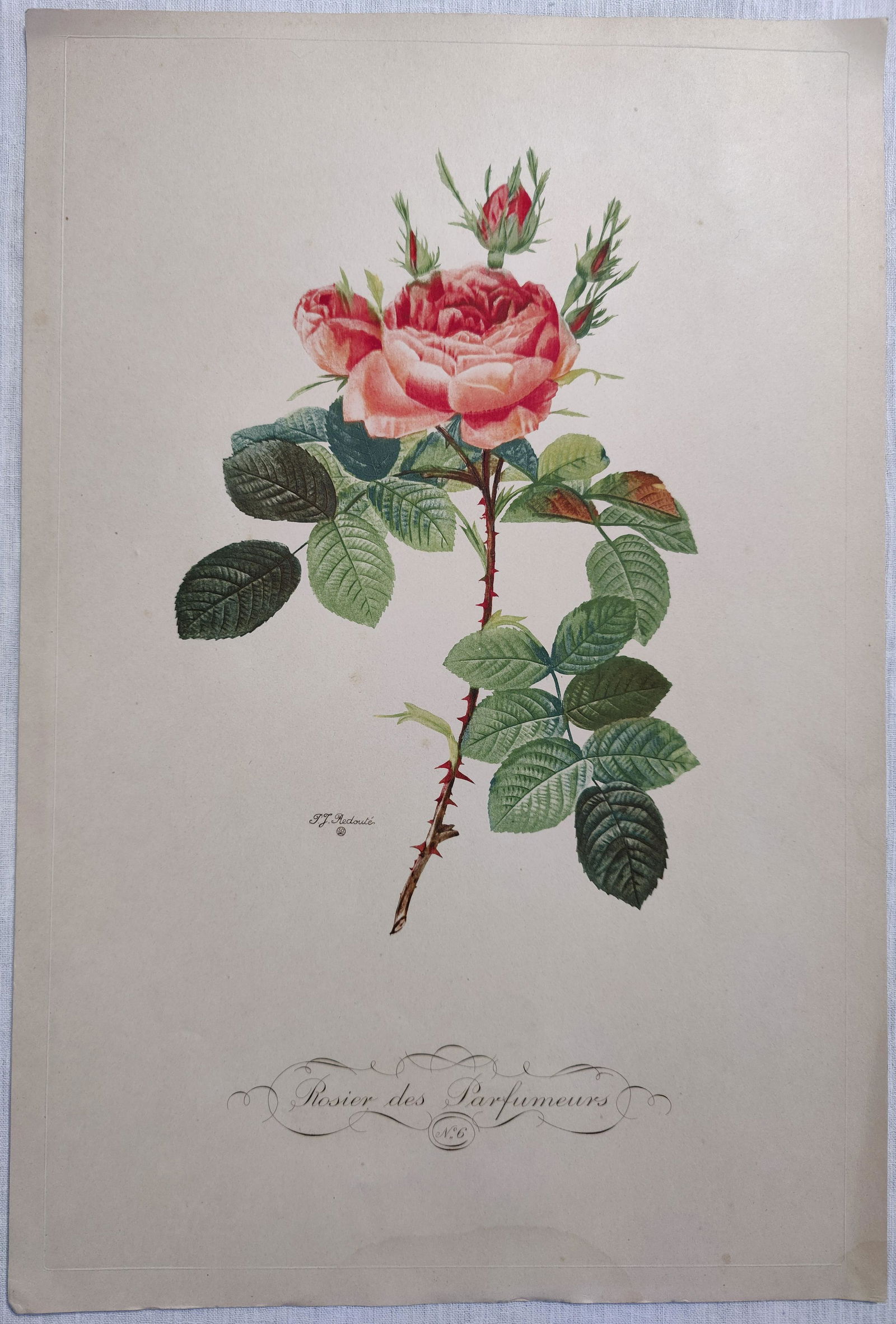 Pierre Joseph REDOUTE Rosier des Parfumeurs print (1 of 9)