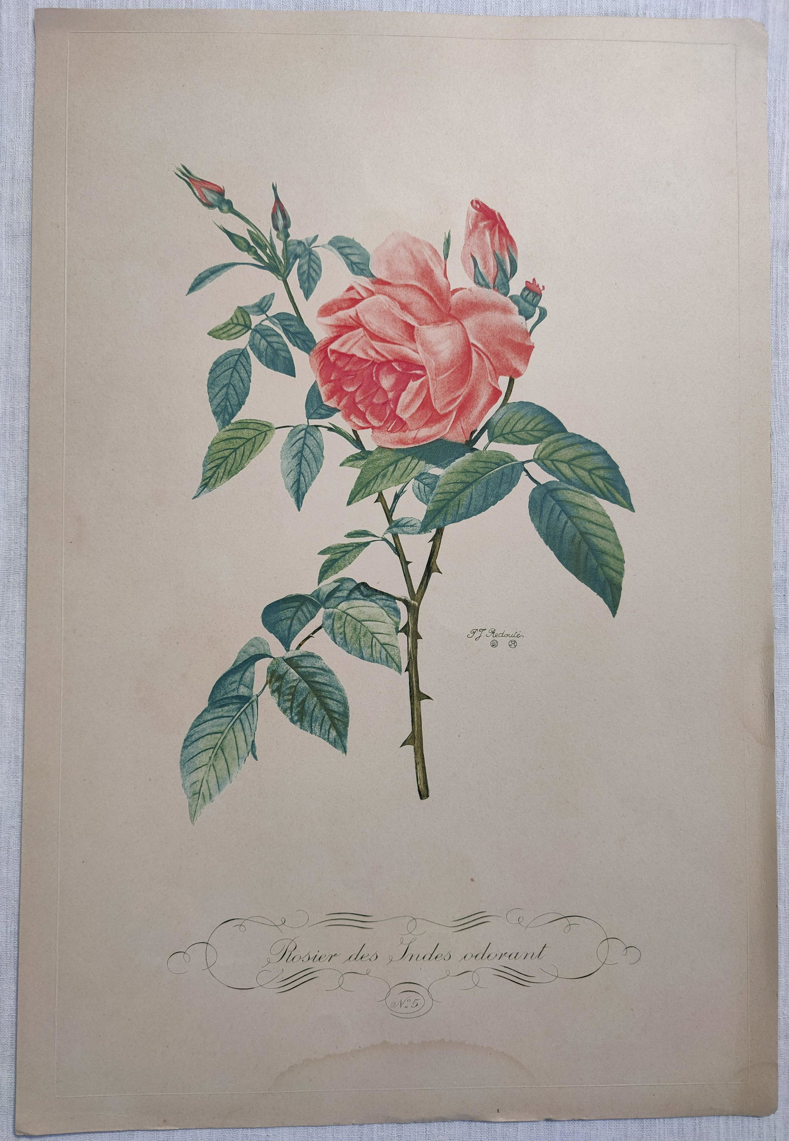 Pierre Joseph REDOUTE Rosier des Indes Odorant print (1 of 9)