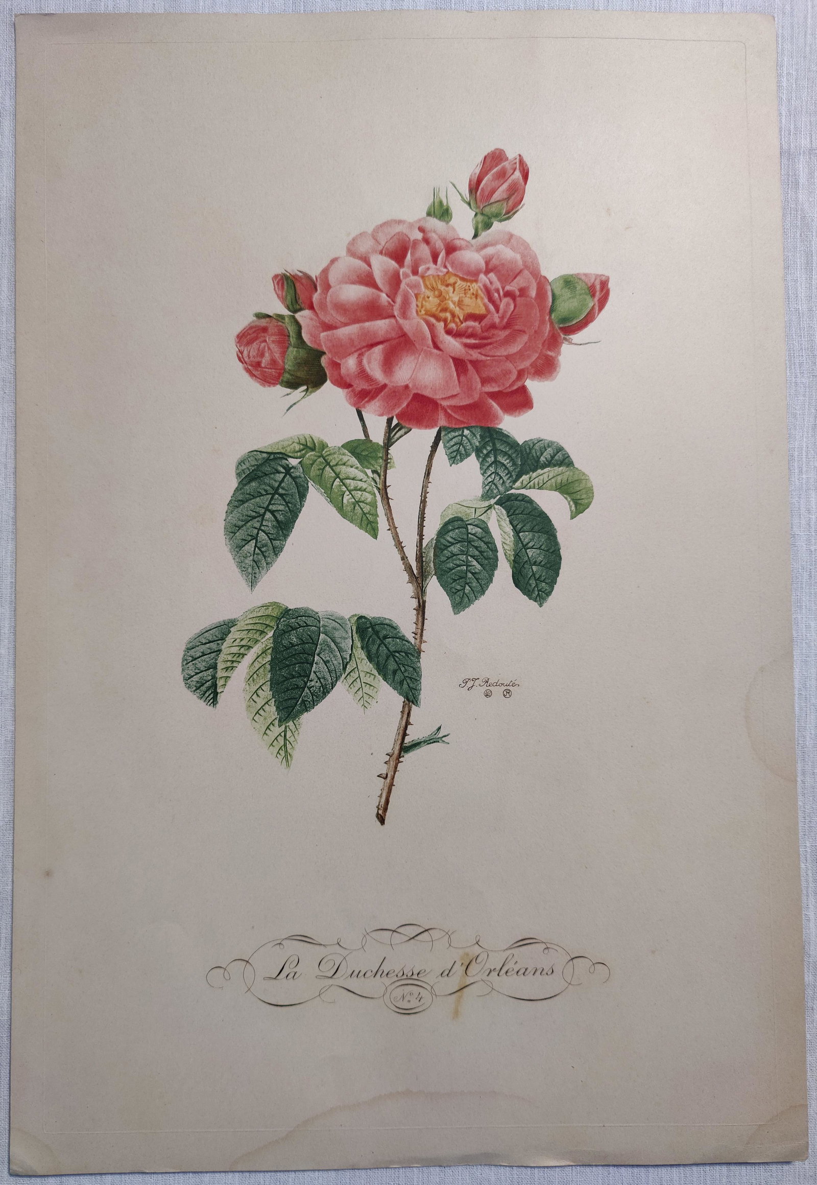 Pierre Joseph REDOUTE Rose La Duchesse d'Orleans print (1 of 8)