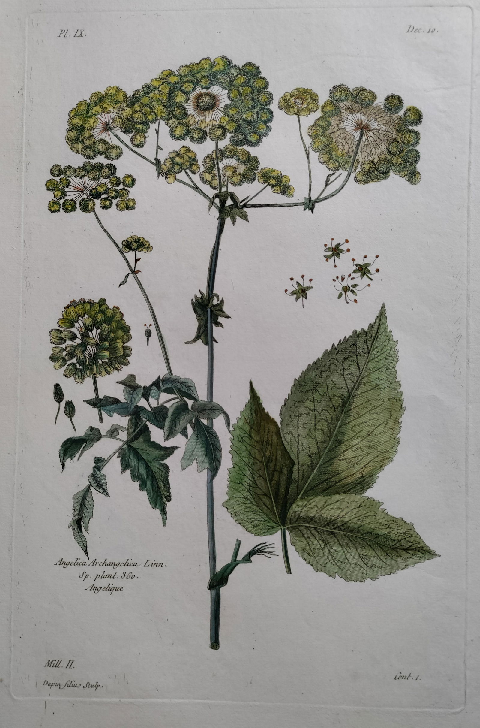 BUCHOZ Angelica Archangelica 18th C engraving (1 of 7)