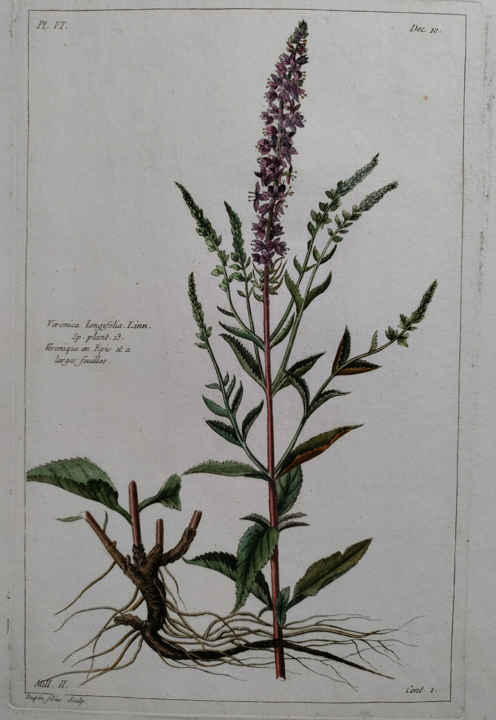 BUCHOZ Veronica longifolia 18th C engraving (1 of 7)
