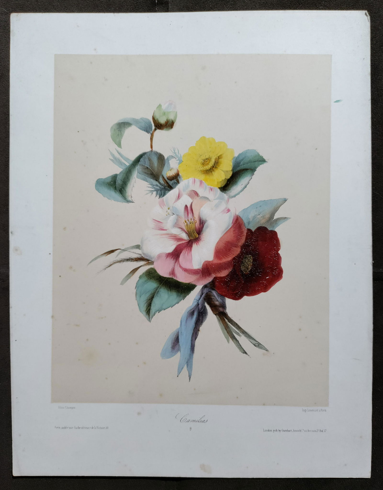 Elisa Champin CAMELIAS french lithograph 19th C hand colored (1 of 8)