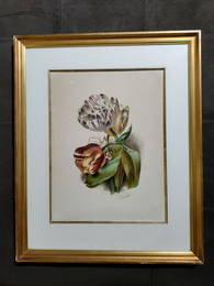 Lefer TULIPS Original Watercolor french school 19th