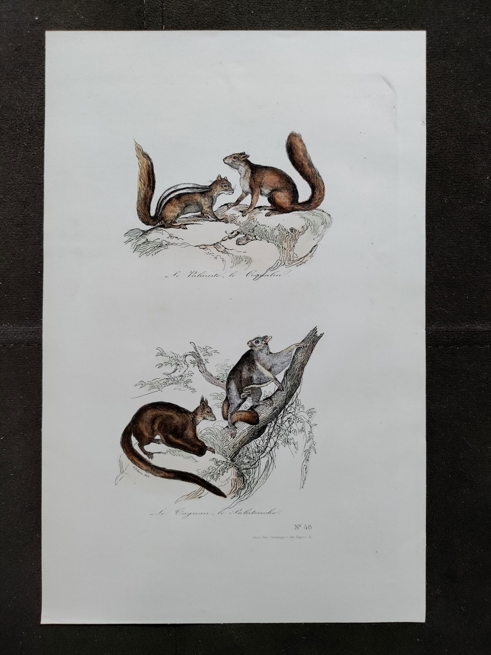 Victor Adam FLYING SQUIRREL engraving french 19th C colored (1 of 4)