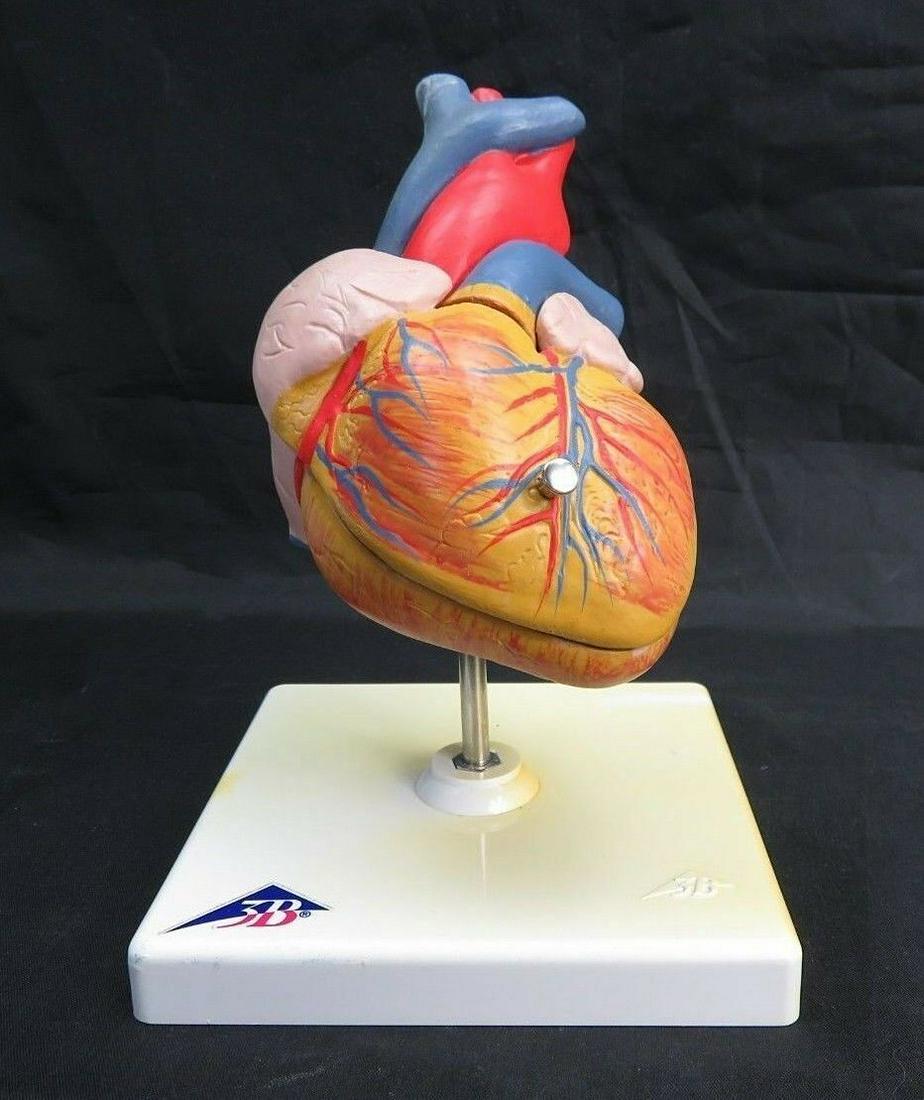 80s heart anatomy model teaching school (1 of 8)