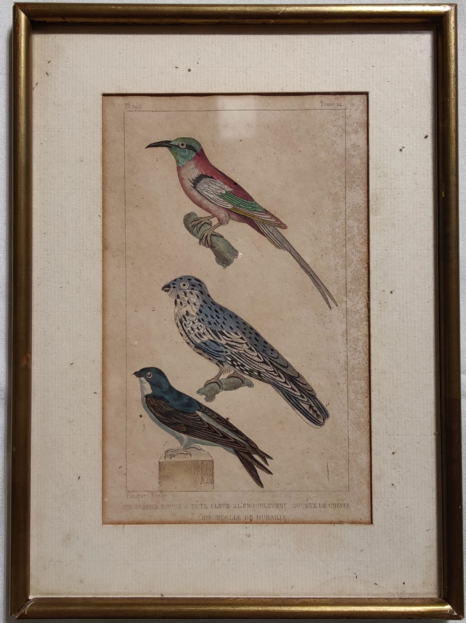 Pauquet Colored Engraving Birds Guepier rouge Engoulevent Hirondelle (1 of 12)