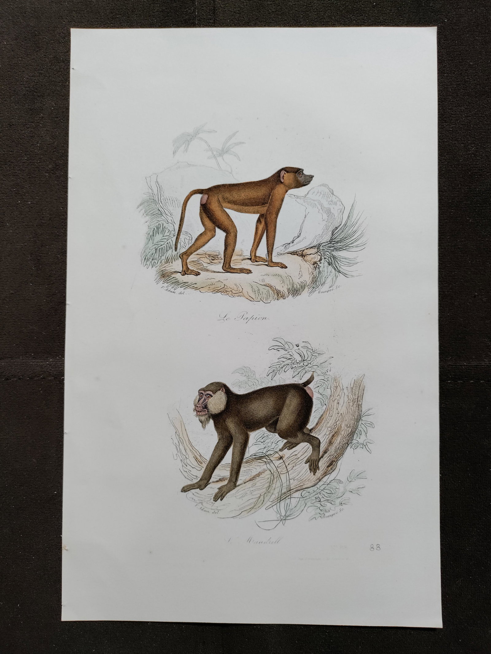 Victor Adam MONKEY Papion engraving hand colored (1 of 4)