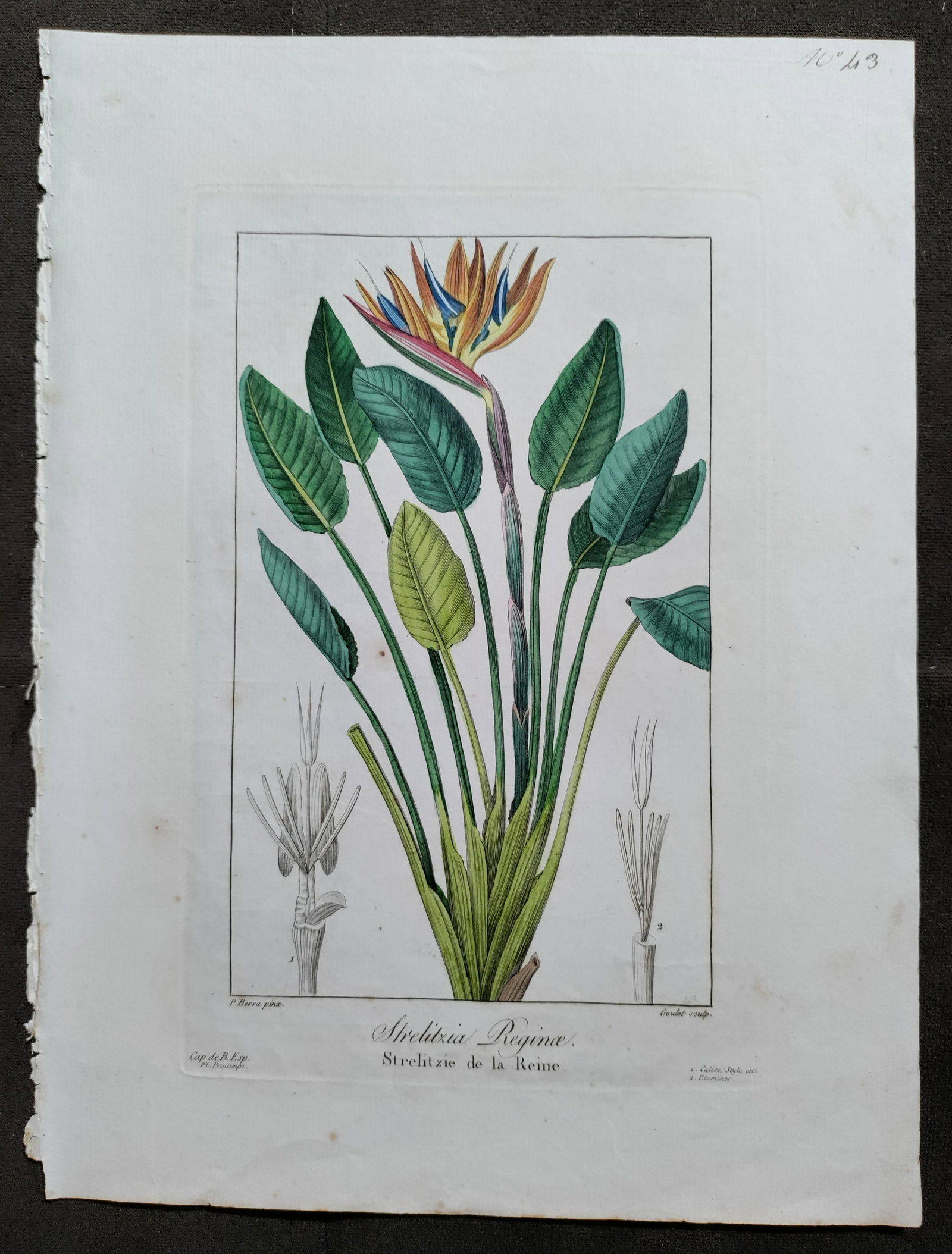 Bessa STRELITZIA Reginae 19th C hand colored engraving (1 of 7)