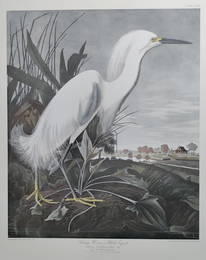 Audubon Snowy Heron or White Egret plate CCXLII