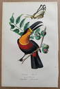 Freeman Toucan Butterfly on Nutmeg