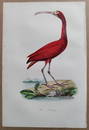 Freeman Ibis hand colored engraving