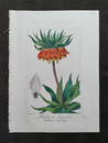 Bessa FRITILLARIA 19th C hand colored engraving