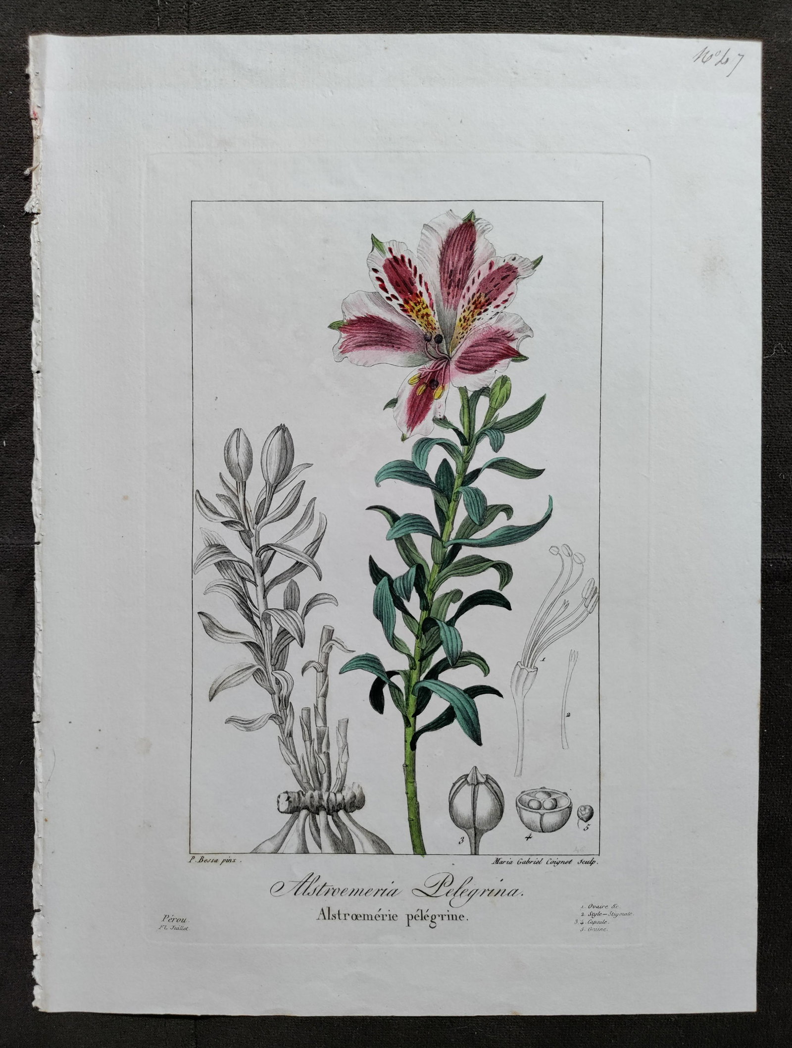 Bessa ASTROEMERIA 19th C hand colored engraving: BESSA, Pancrace (1772-1846).Astroemeria Pelegrina.Engraving with original hand color. Paris, 1830. 8 1/4” x 11” sheet. Dimensions: 8 1/4” x 11” Artist Name: Pancrace Bessa Lite