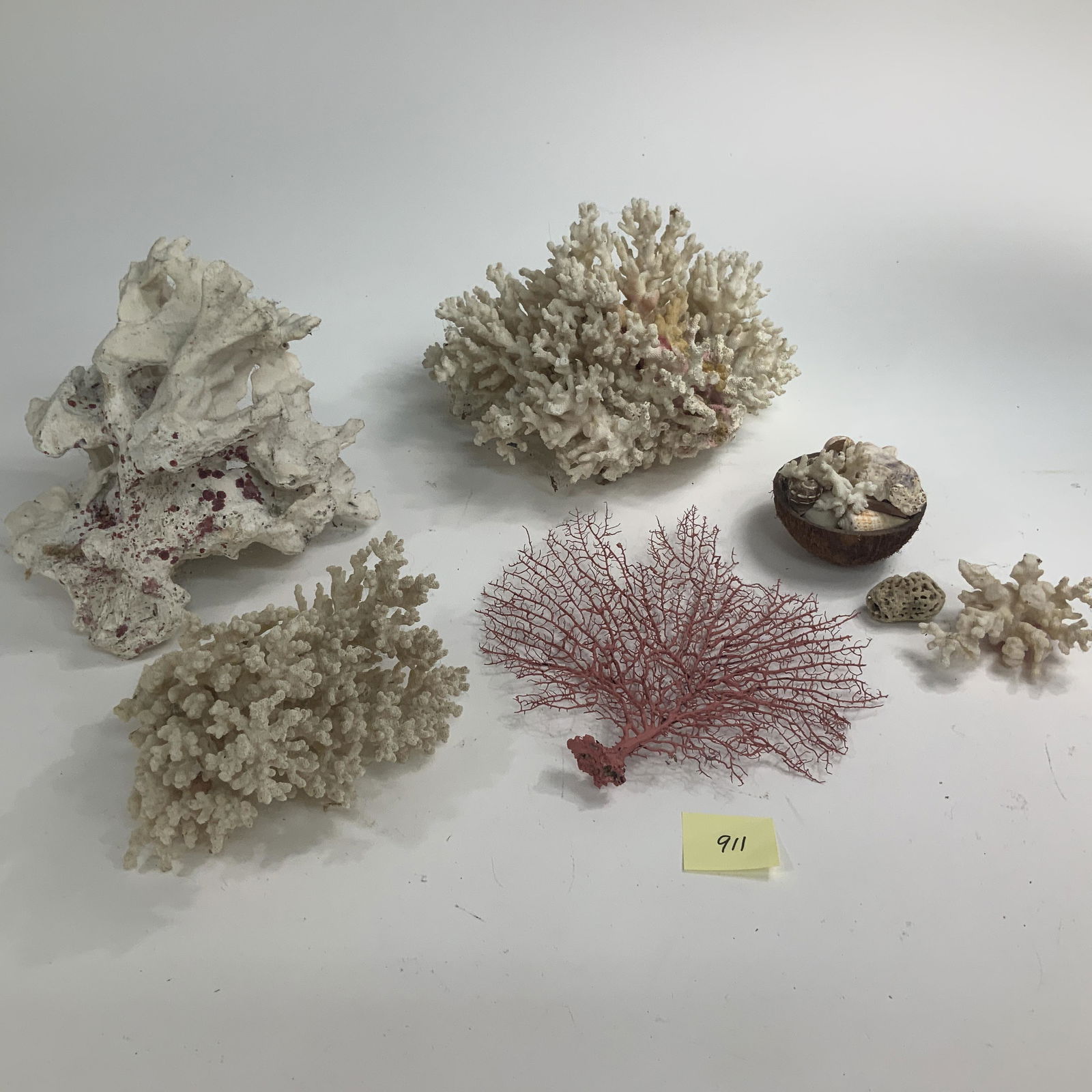Lot of Shells & Coral (1 of 2)