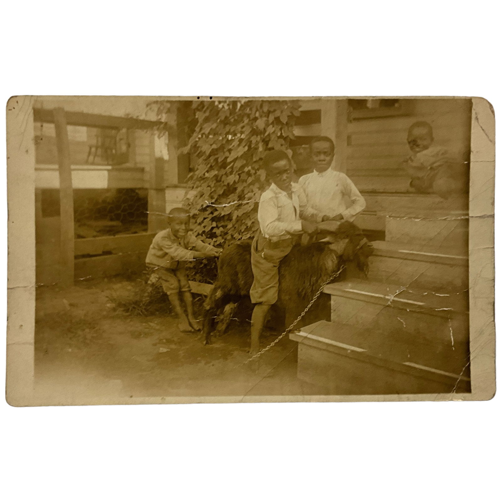 Real Photo Postcard, African American Boys and Goat, Black Americana (1 of 2)