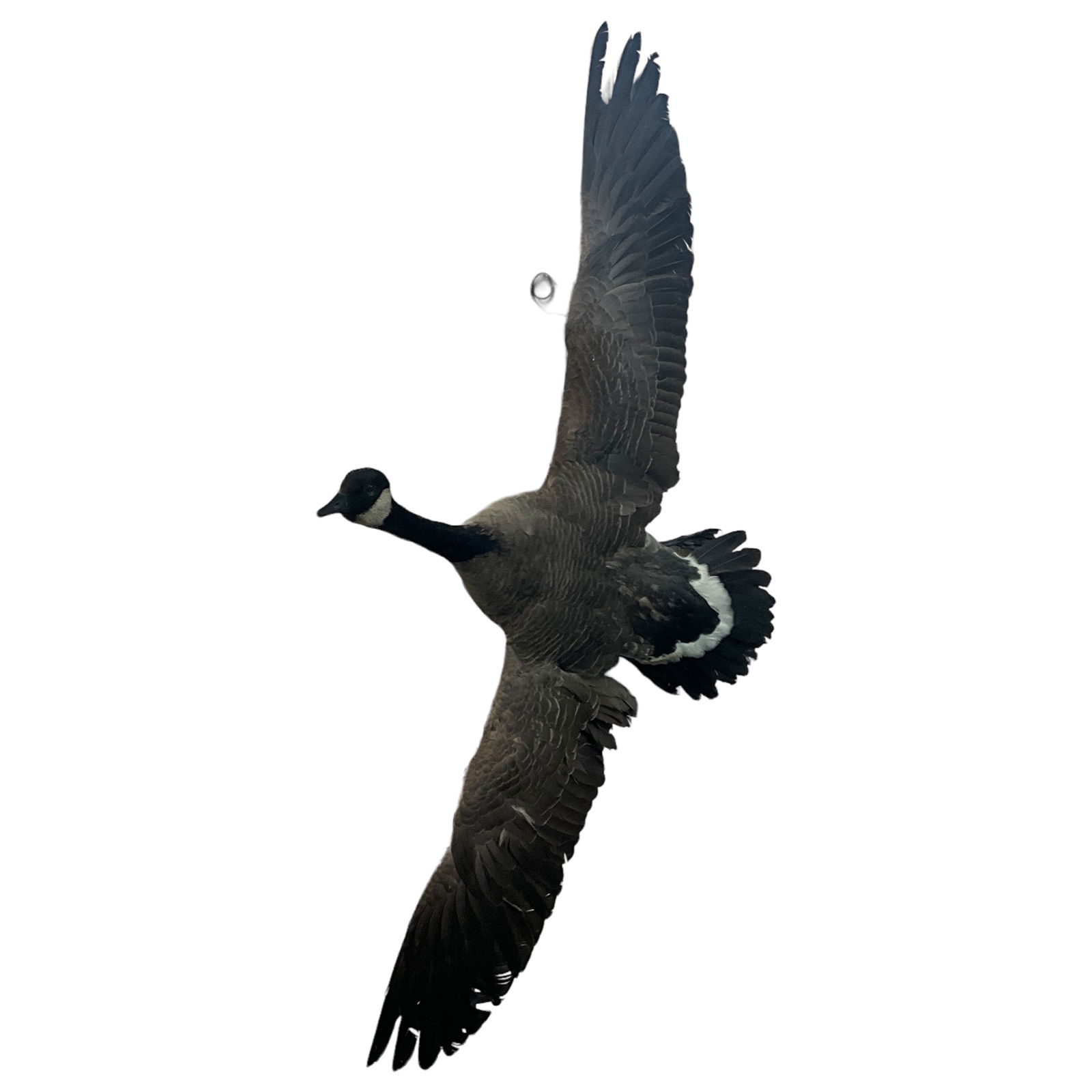 Canadian Goose (1 of 7)