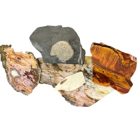 Group of Polished Rock slabs and Fossils