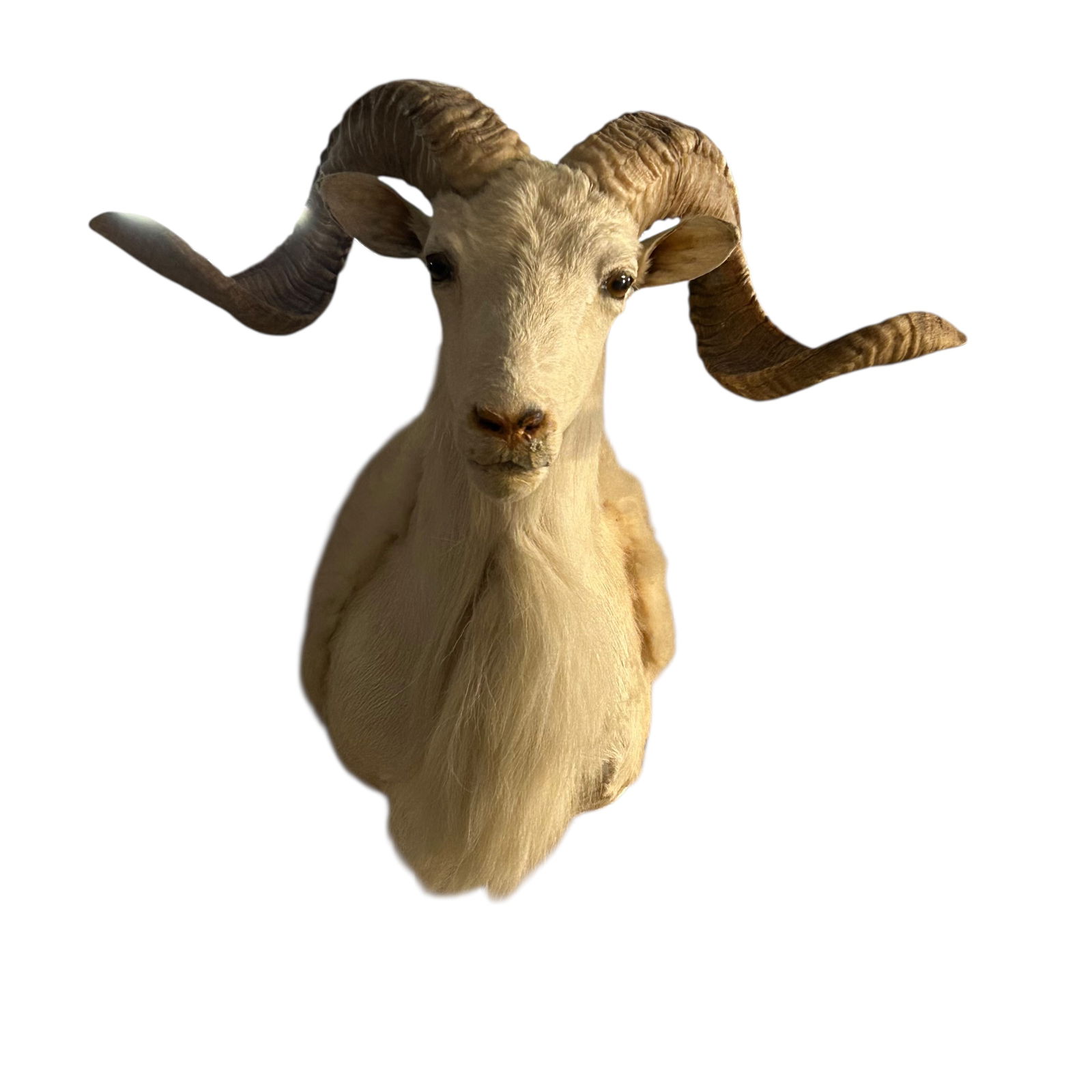 Dall Sheep Head and Shoulder Mount (1 of 3)