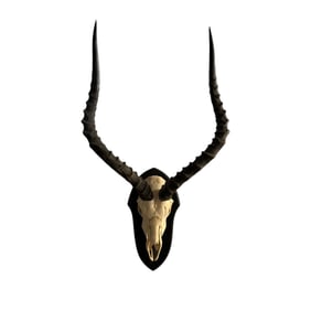 Impala European Style Skull Mount