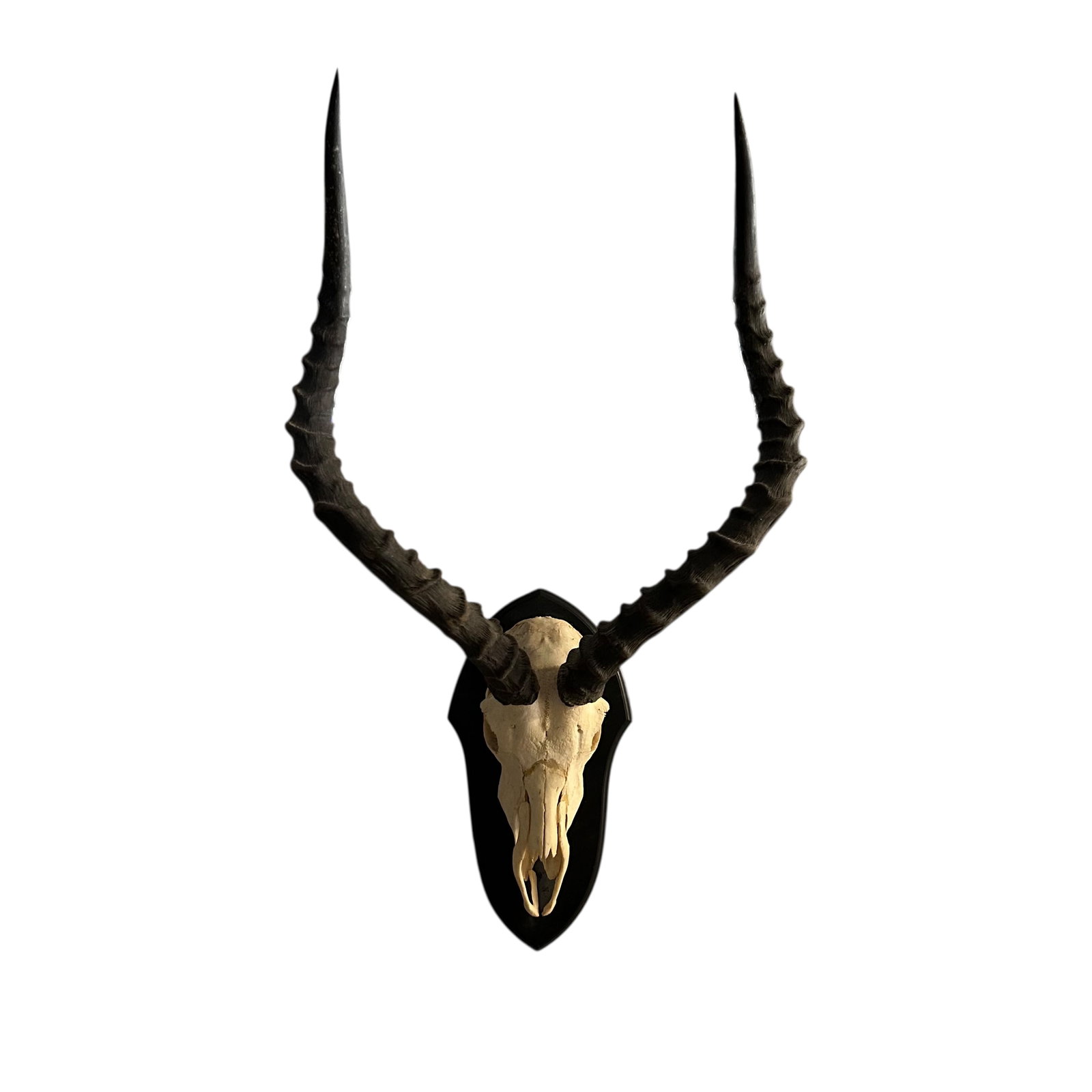 Impala European Style Skull Mount (1 of 5)