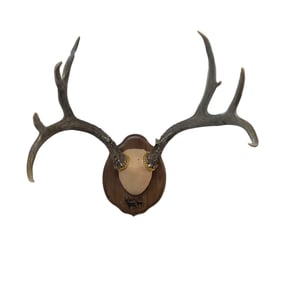 Vintage Trophy Antler Mount- Ten Point