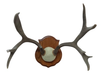 Vintage Trophy Antler Mount- Ten Point