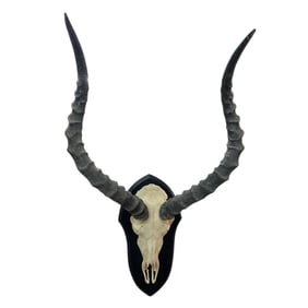 Impala European Style Skull Mount