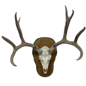 European Style Trophy Antler Mount