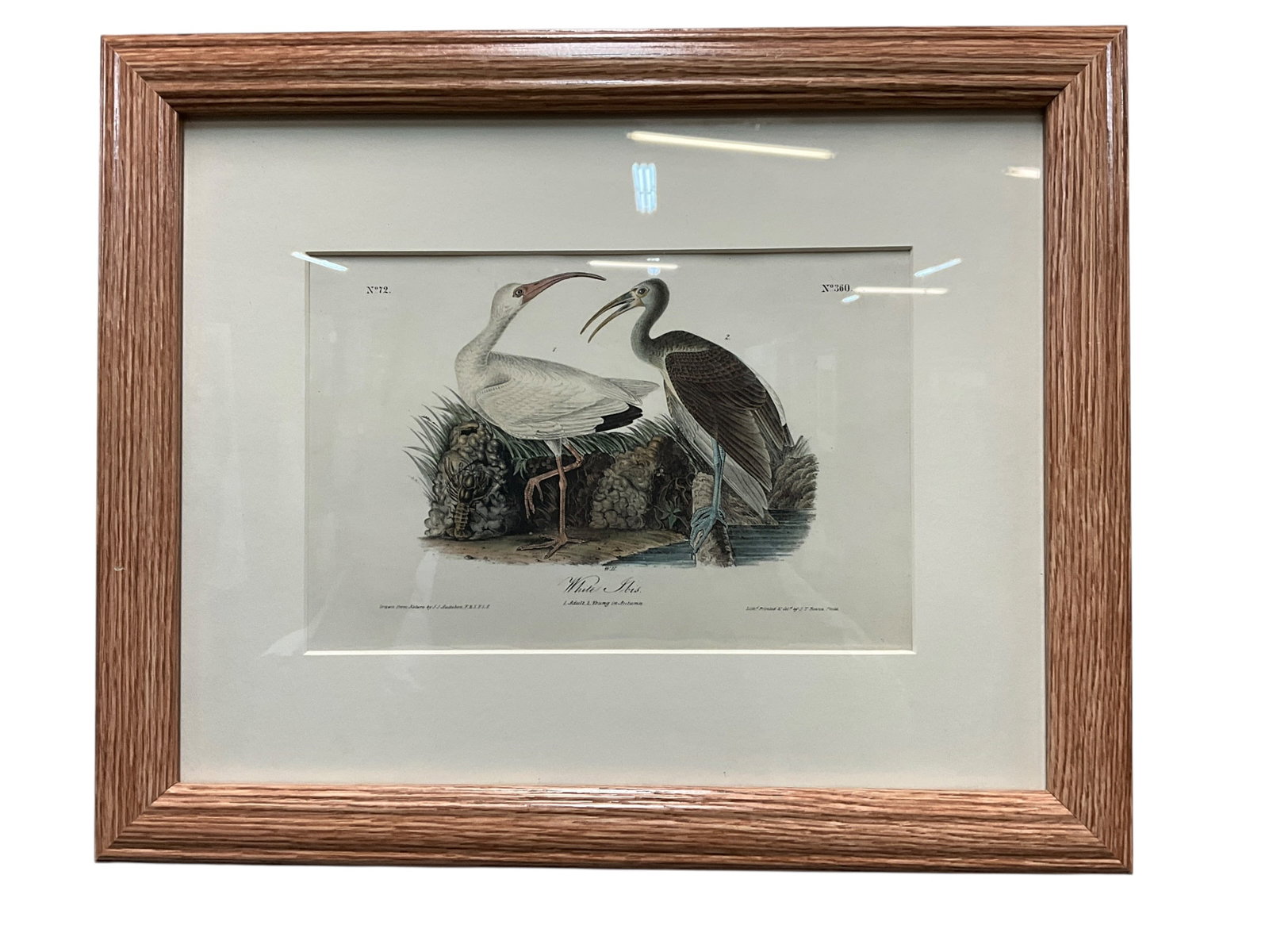 J. J. Audubon Royal Octavo Edition (1840-44) Plate #360 White Ibis. Ronald Flynn Collection: J. J. Audubon Royal Octavo Edition (1840-44) Plate #360, Print No. 72, White Ibis. Nicely framed Audubon hand colored stone lithograph, published by J. T. Bowen of Philadelphia. Measures 16" X 13" Ove