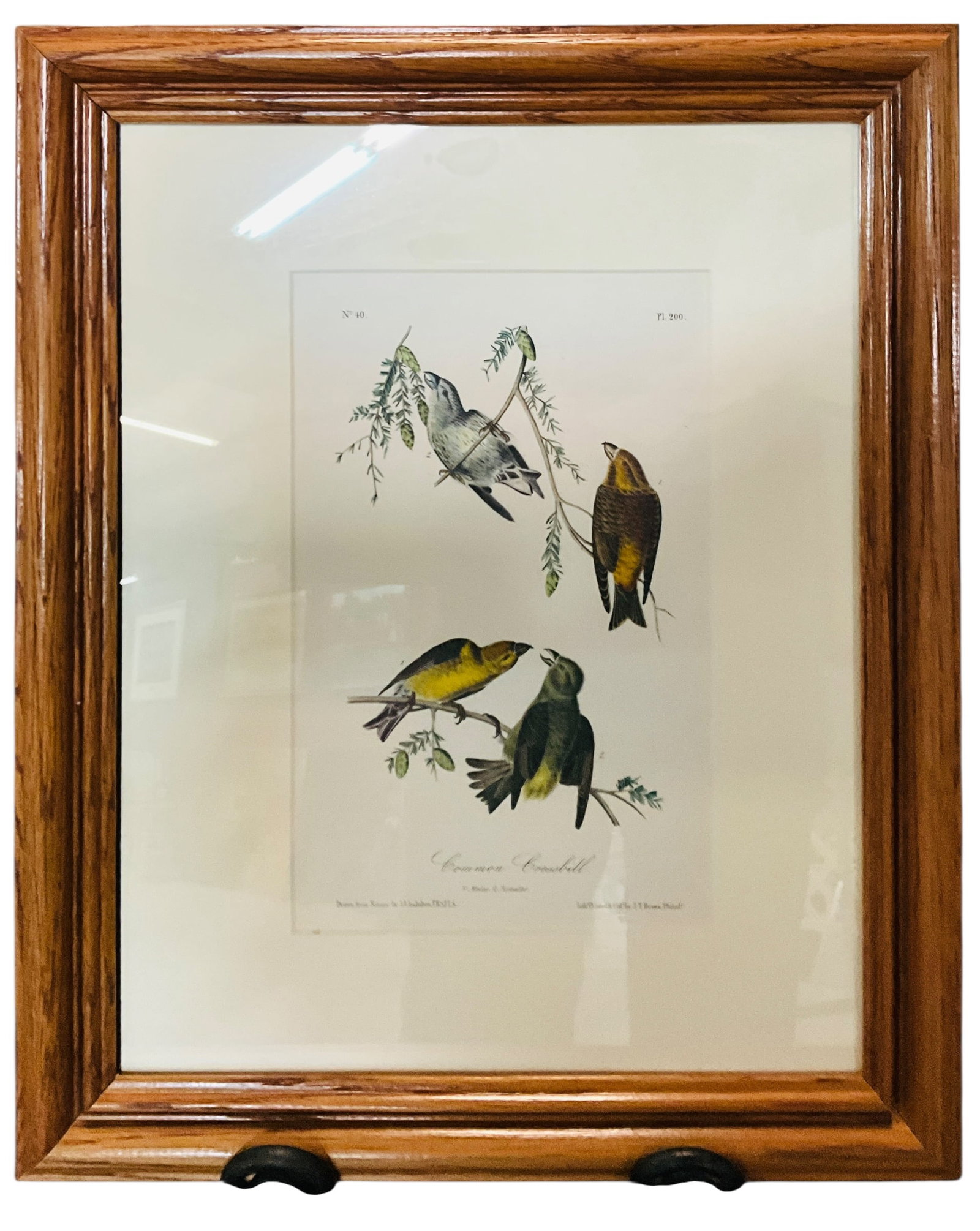 J. J. Audubon Royal Octavo Edition (1840-44) Plate #200 Common Crossbill. Ronald Flynn Collection: J. J. Audubon Royal Octavo Edition (1840-44) Plate #200, Print No. 40, Common Crossbill. Nicely framed Audubon hand colored stone lithograph, published by J. T. Bowen of Philadelphia. Measures 16.5" X