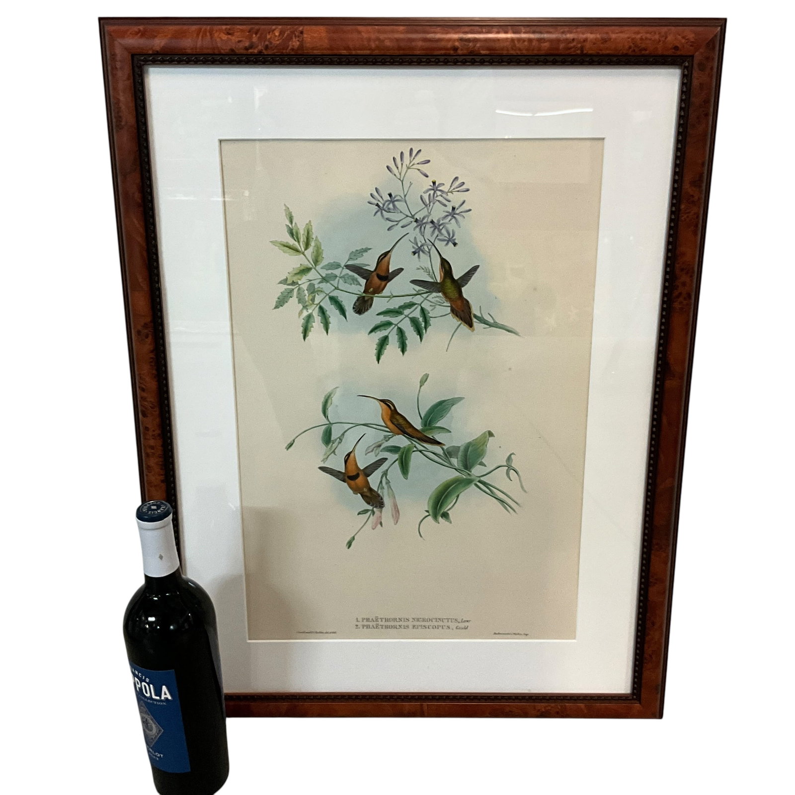Antique John Gould Hummingbird Print- Belted/Bishop Hermits. Ronald Flynn Collection: Large Format John Gould Ornithological Print- Belted/Bishop Hermits Hummingbirds. John Gould (English, 1804-1881) had a career as illustrious as that of J. J. Audubon, and he is most famous for his de